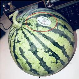 定远网红吃瓜,揭秘背后真相与网络舆论风暴