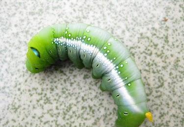 眼镜瓜虫吃瓜,瓜田里的神秘食客