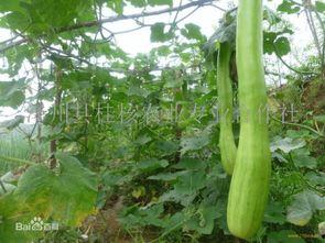 吃砍瓜,探索独特美食的魅力