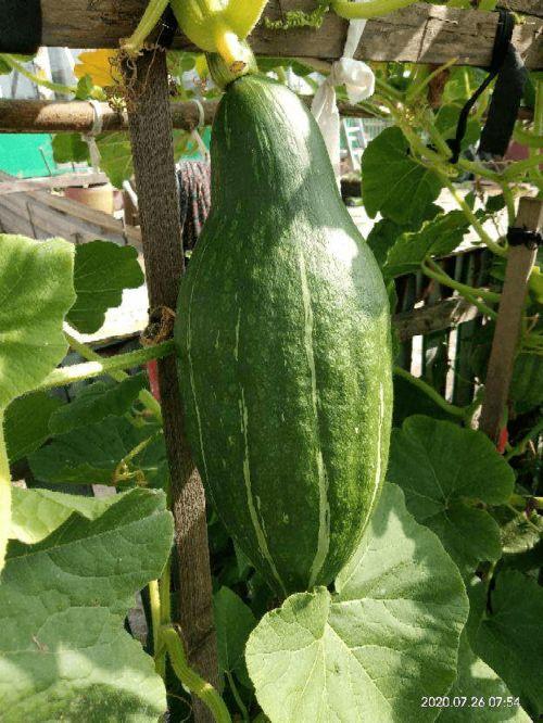 花花小时候吃瓜,花花与那颗难忘的瓜