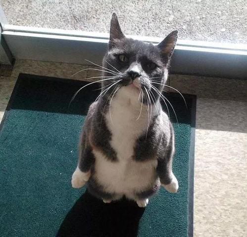 吃瓜猫合集,揭秘喵星人的趣味生活瞬间