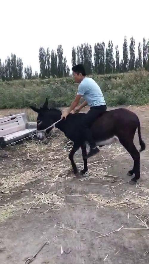 骑驴的网红,网红骑驴带你领略异域风情