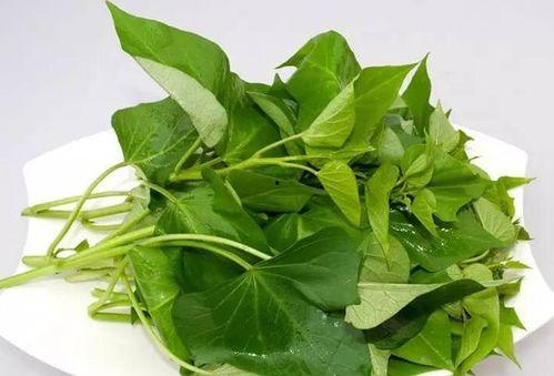 产妇可以吃土瓜图